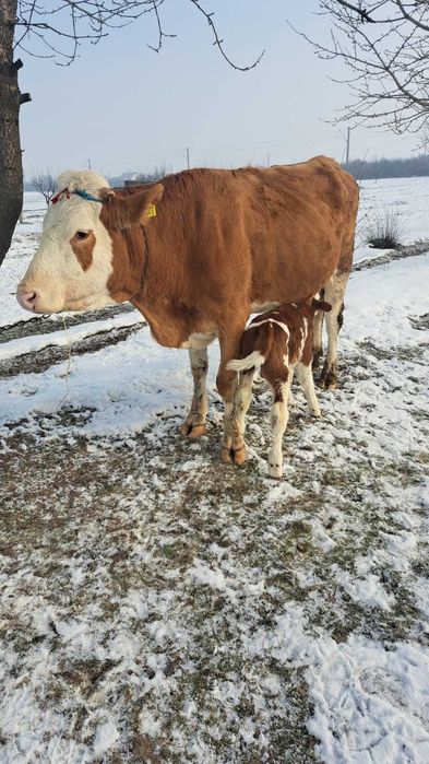 Baltata Romaneasca cu vitel de o saptamana de vanzare