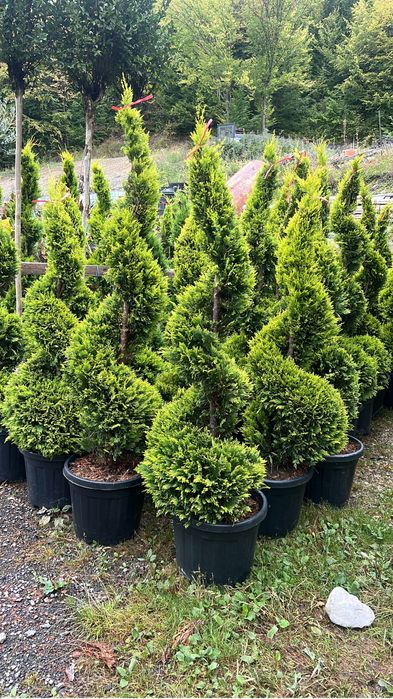 Mesteacan alb plante ornamentale de orice specie la pret minim