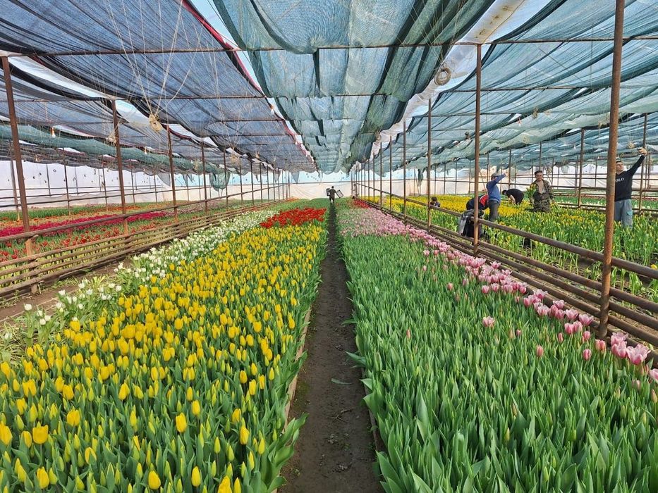 Голландские тюльпаны