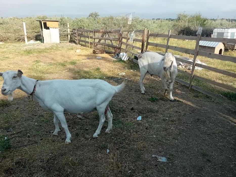 Vând țap bun de  montă