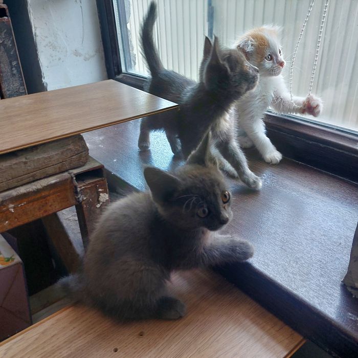 Отдам котят в хорошие руки