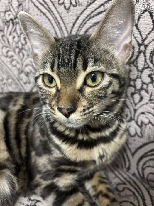 Беньгальская кошка