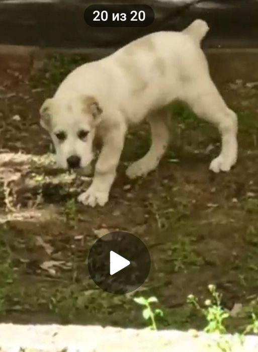 Шенок Алабая чистокровный