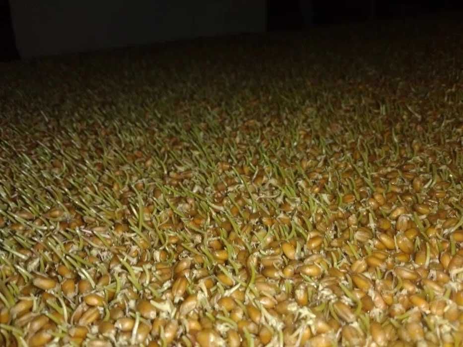 Sumalak uchun bug'doy undiramiz