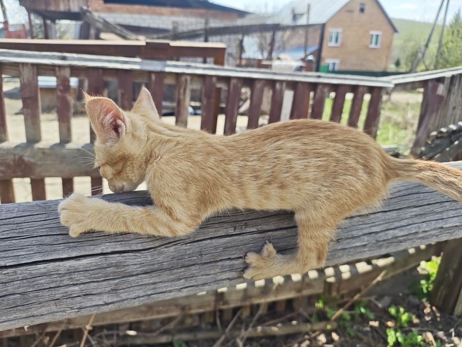 Рыжее кошачье счастье!