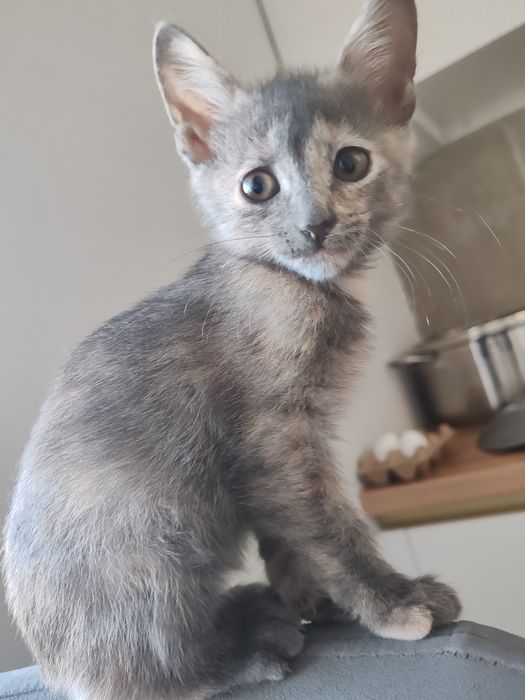 котята даром девочки трех цветные