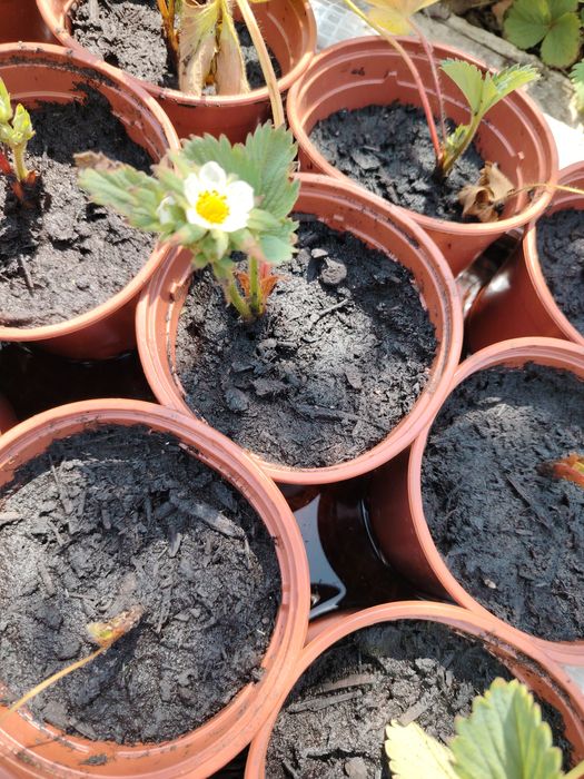 Stoloni capsune butasi produc tot anul unifere