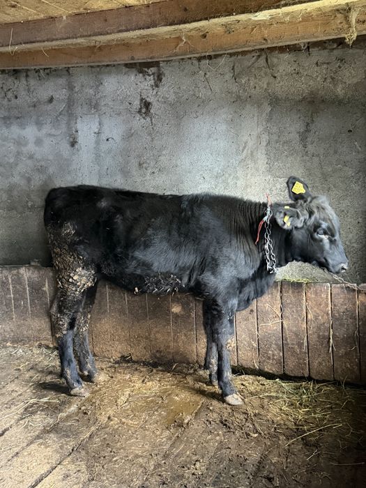 Vitea angus 6 luni