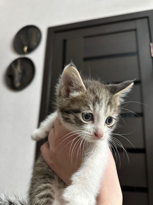 Котята в добрые руки!