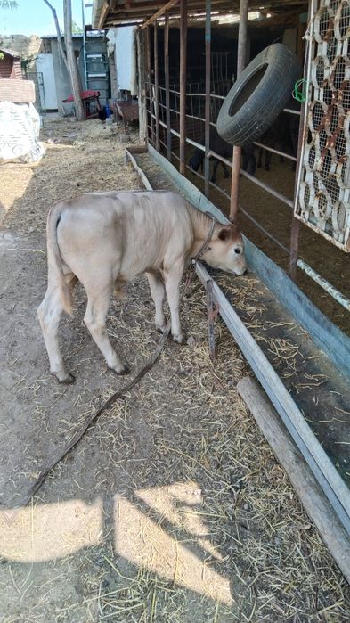 Srochni Buqacha sotiladi