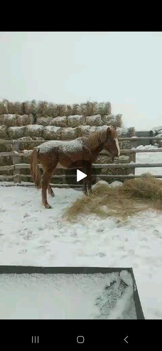 Ұрғашы тай сатамын