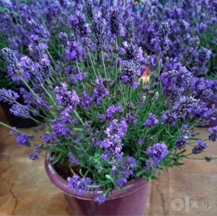 Lavanda bor kota kota