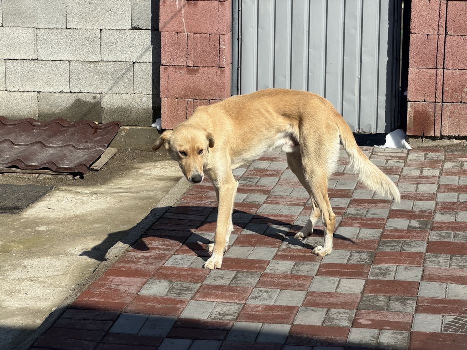 Тазы, отдам в хорошие руки.