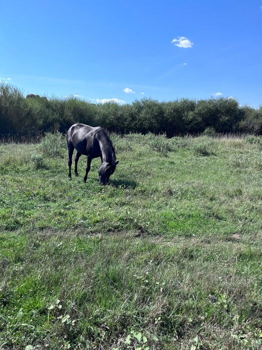 кулынды бие сатылады