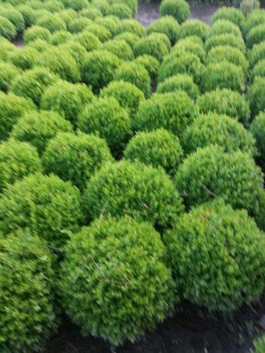 Чимшири  на 11 години добре оформени и гъсти топки!.Подходящо време!