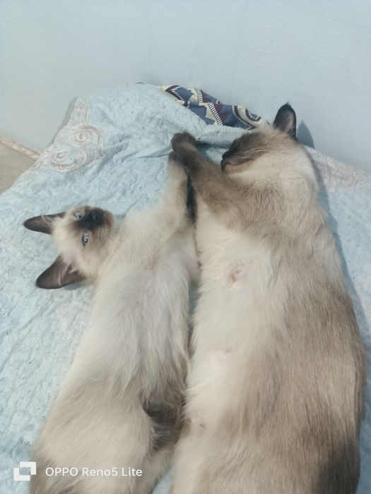 сиямские котята шустрые