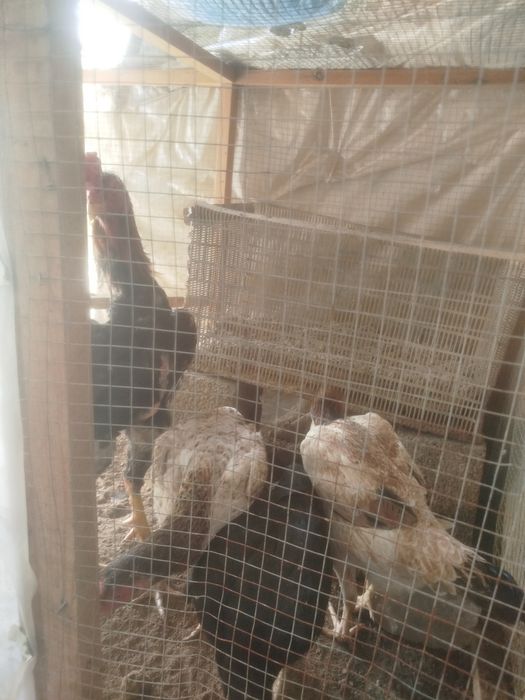 Dakan hoʻroz tuhumlari sotiladi harhil yahshi zotladan