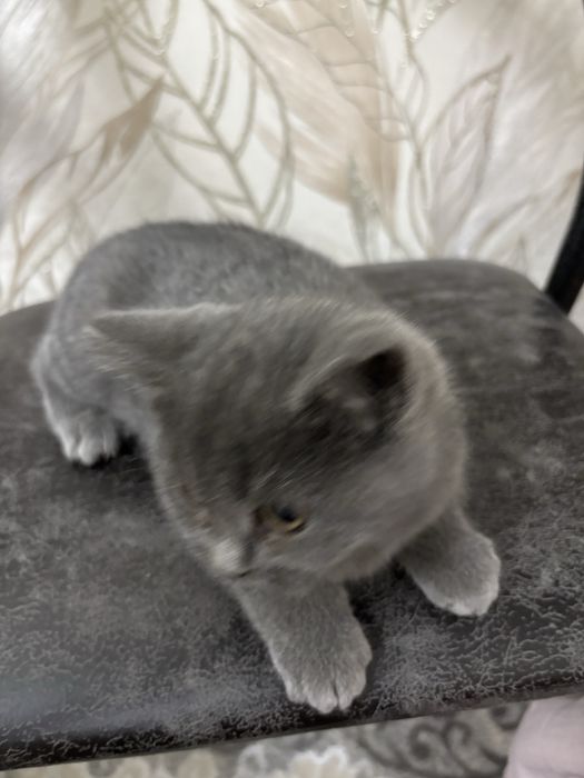 Продается котенок чистой породы, серый