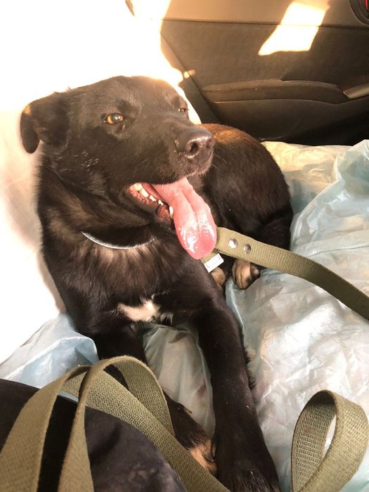 Розыск - Пропал пёс Блэк