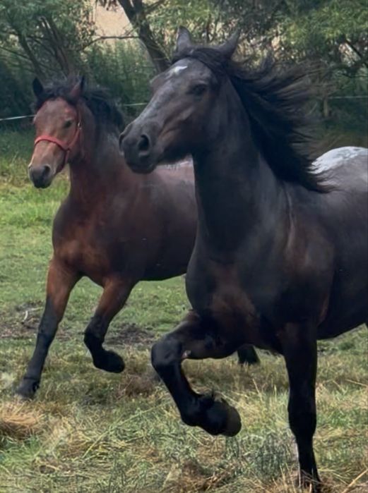 Doua manze de un an si doua luni si un an si 8 luni