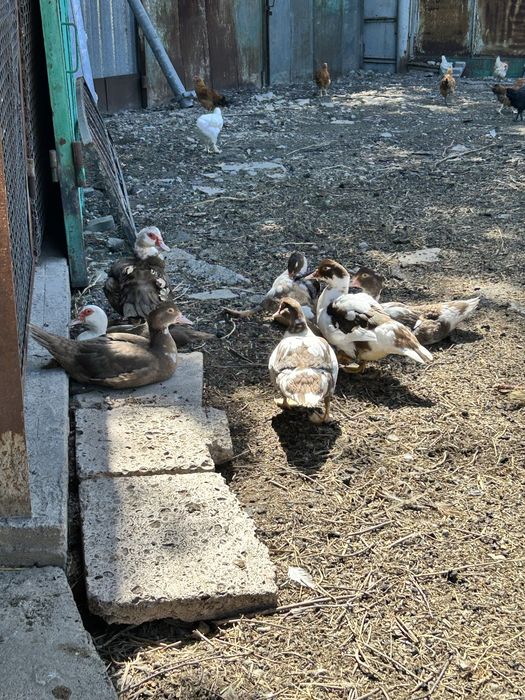 Продаются индоутки