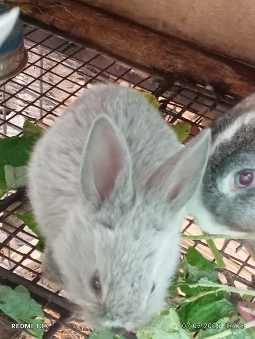Продам кроликов помесь