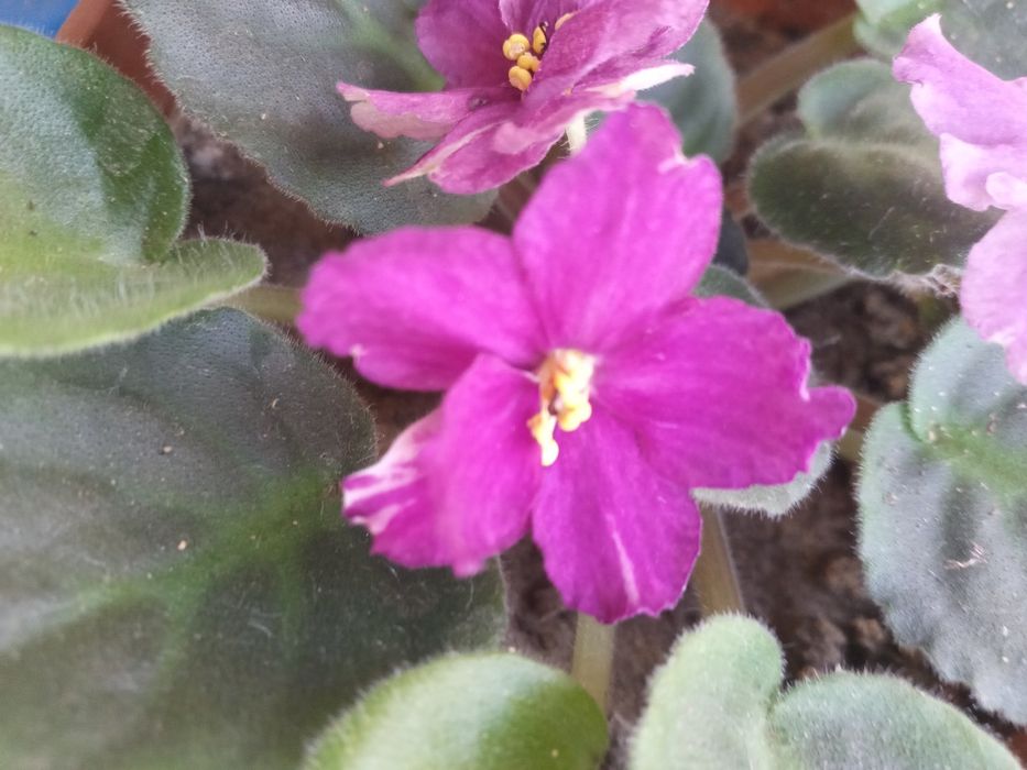 Фиалочка первоцвет в горшочках.