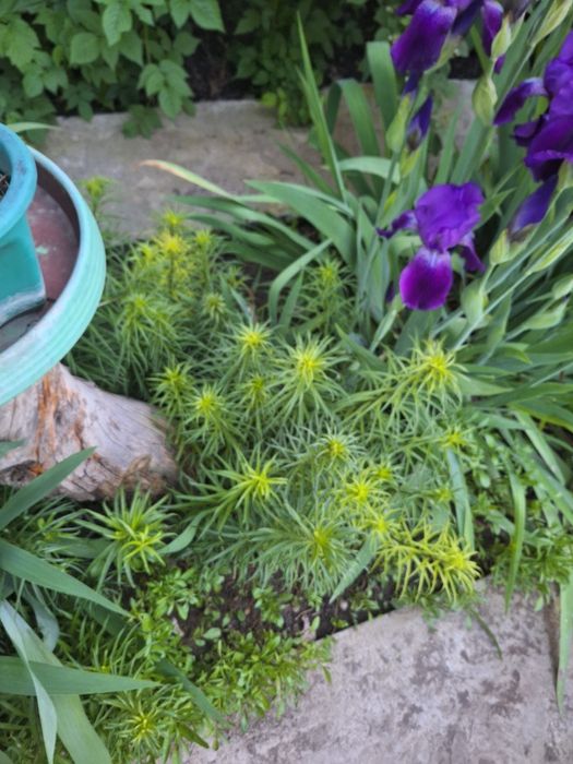 Продам пол дома с красивым садом