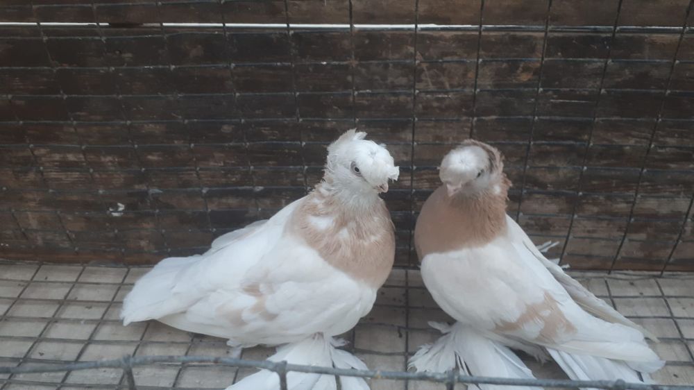 Продам рантовых голубей