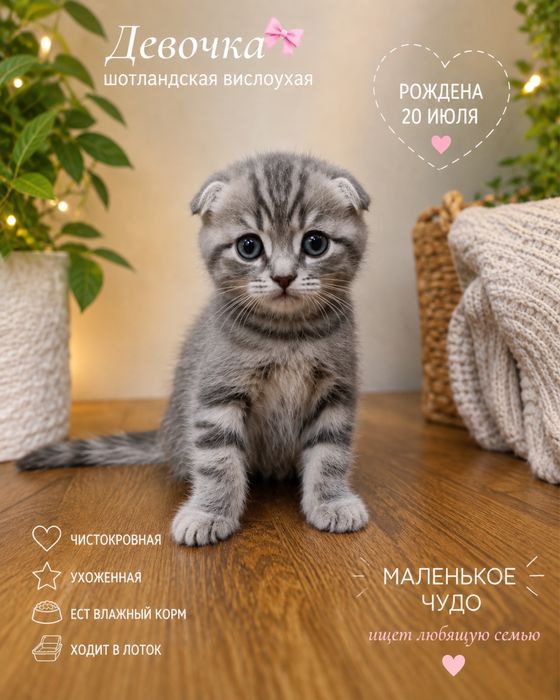 Чистокровные шотландские котята .