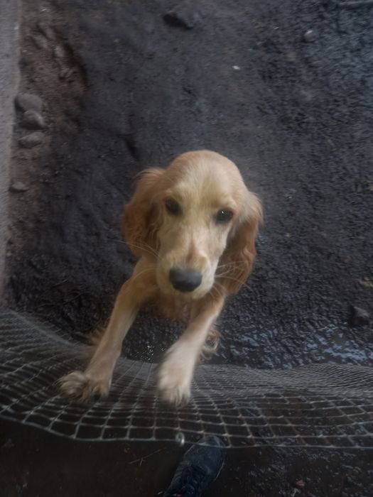 Кучук 7 ойлик кизбола