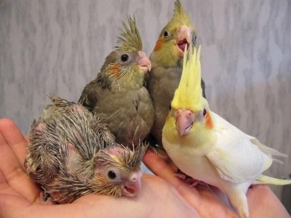 Продам ручных выкормышей корелл