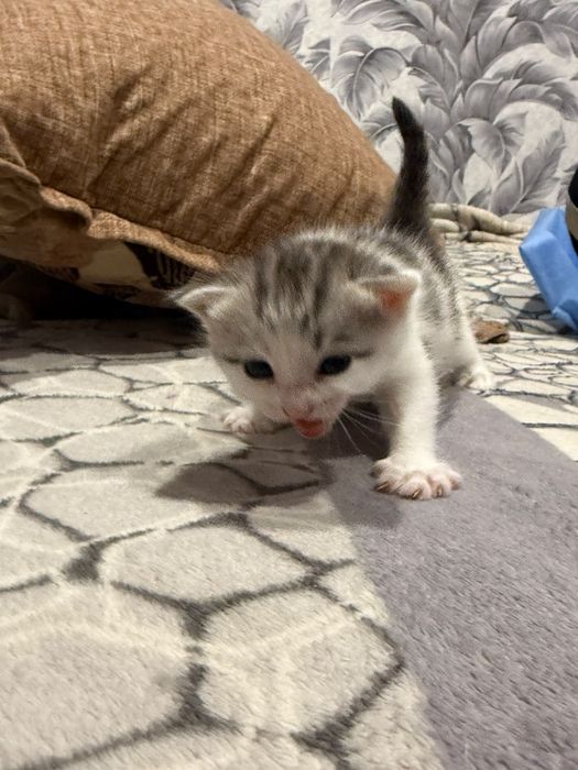 Отдам котят девочки остались