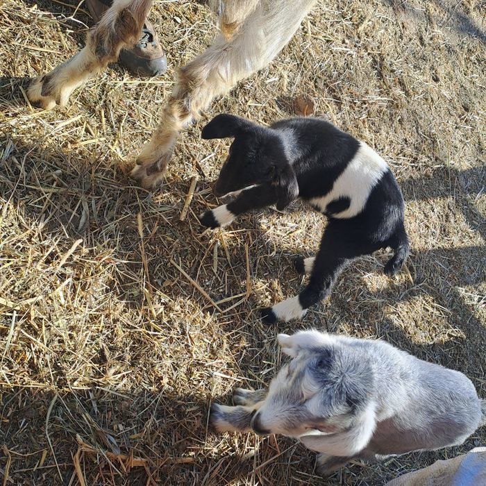 Vand 2 capre cu iezi