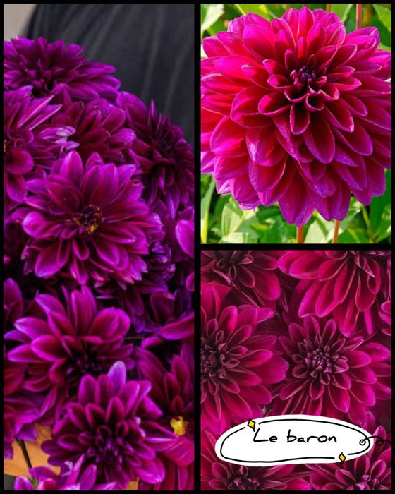 Dalii diferite soiuri