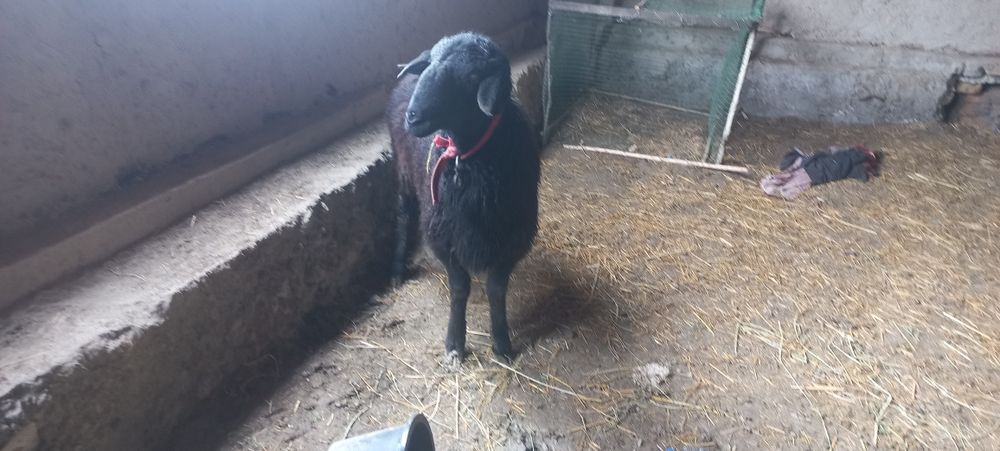 Surxon qochqori sotiladi zot uchun