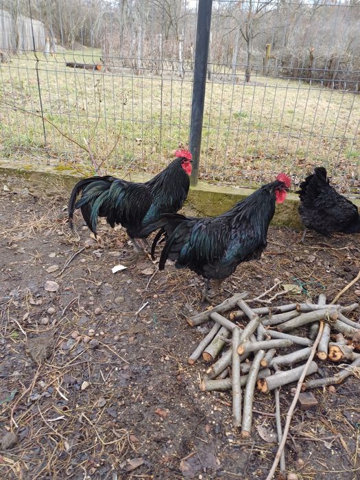 Vând cocoși din rasele Marans,Australorp și Araucana