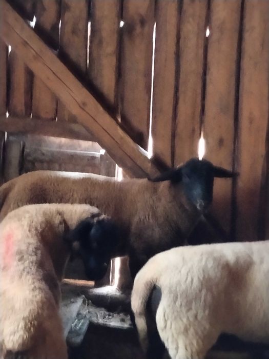 Berbecuț Suffolk și Lacuane
