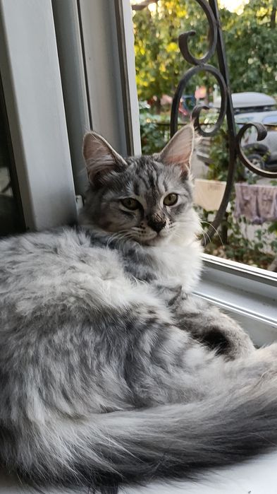 Сибирский котенок