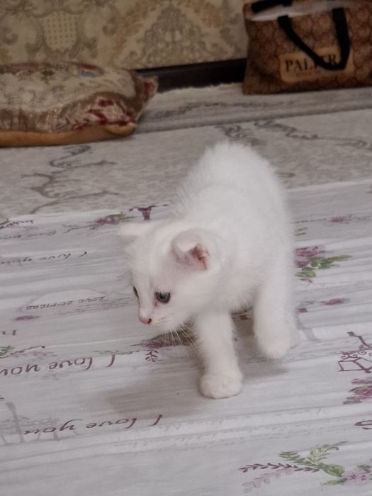 Scottish Fold mushuk sotiladi.
