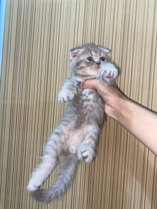 Котята вислоухие