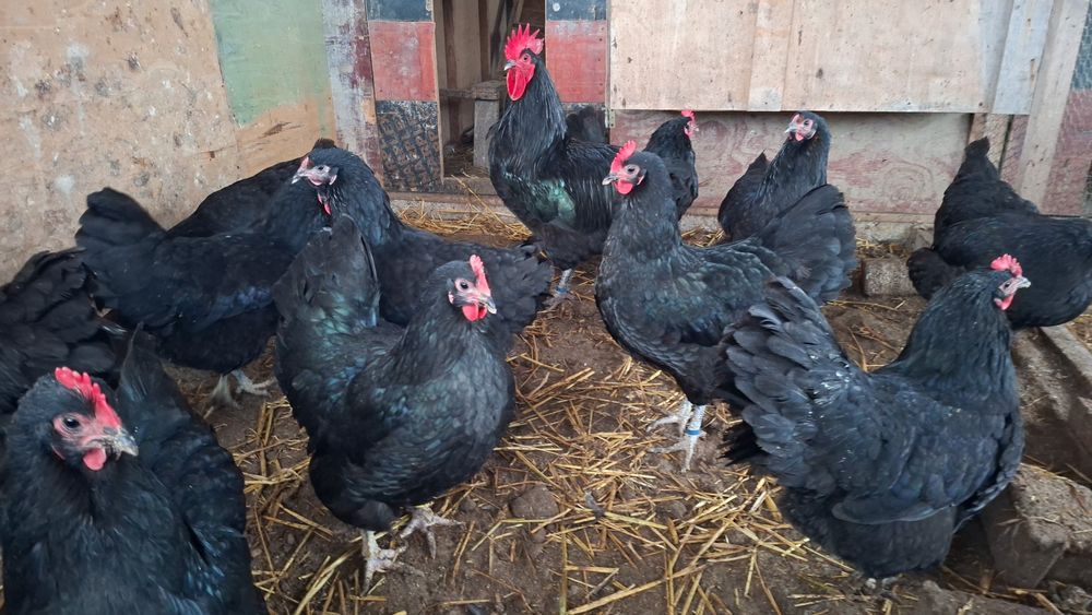 Vând ouă găini brahma australop motate incaltate si găini  pitici 10le