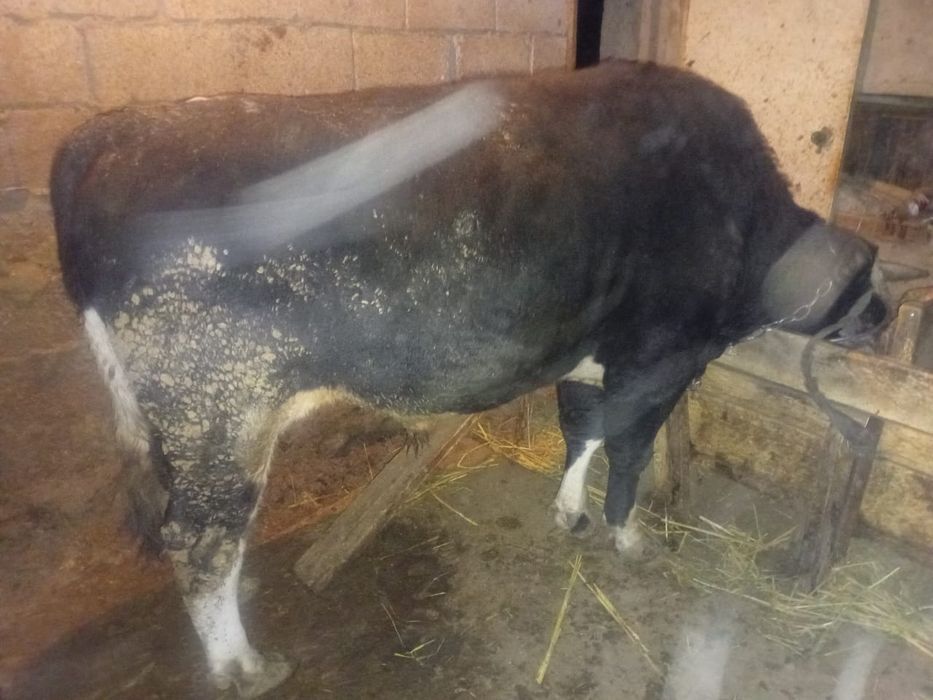 Продаются быки 2 годовалые