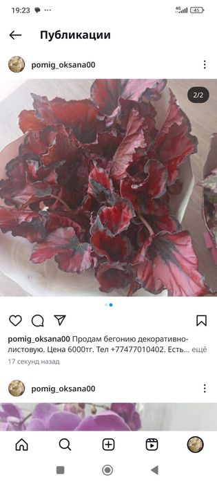 Цветы-Орхидея, Бигония, Антуриум