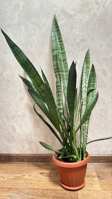 Продам растение Сансевиерия