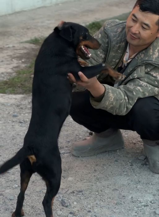 Ягдтерьер вязка кабель