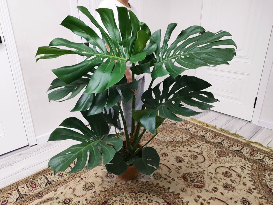 комнатные растения. доставка