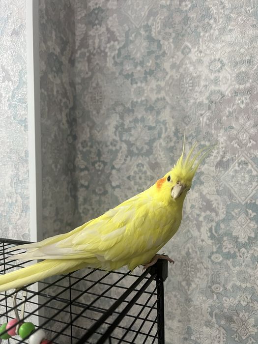 Попугай корелла ручной