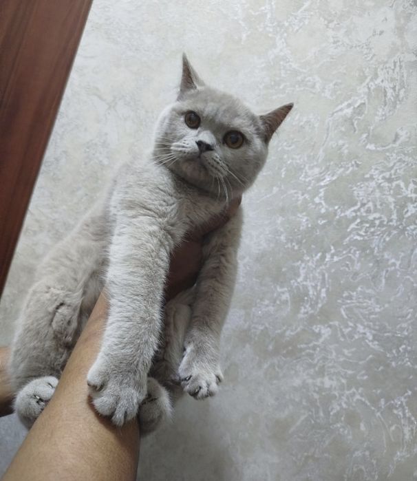 Zotli mushik sotiladi