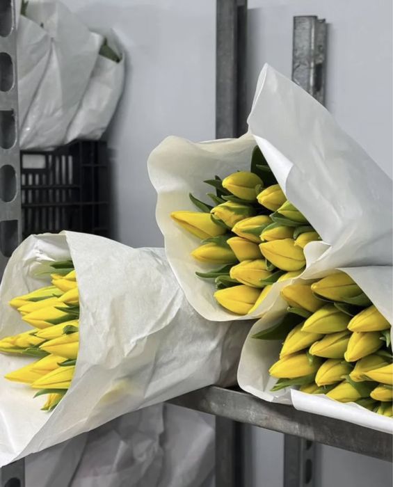 Цветы тюльпаны голландия